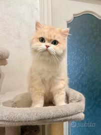 British longhair lilac golden