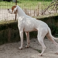 Disponibile per monte