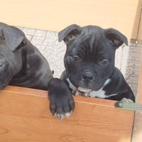 2 femmine Amstaff sverminati è vaccinate