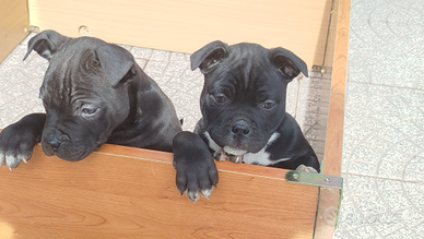 2 femmine Amstaff sverminati è vaccinate