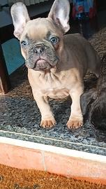Bulldog francese