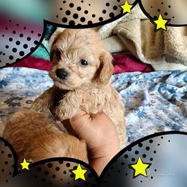 Maltipoo
