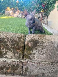 Gatto Sphynx