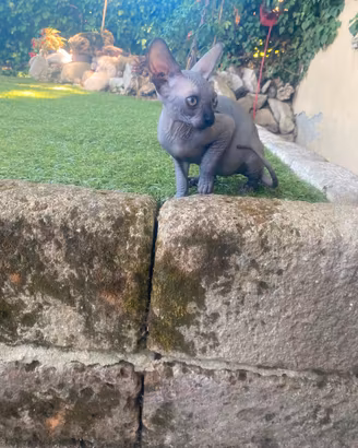 Gatto Sphynx