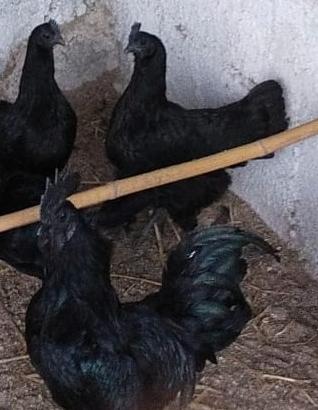 Ayam Cemani