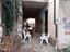 Immagine 3