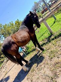 Permuta o vendita Cavallo castrone