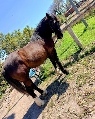 Permuta o vendita Cavallo castrone