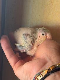 Parrocchetti monaci baby da imbecco pulli
