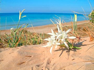 Nuovo Bilocale a 150 m dal mare del Salento PUGLIA