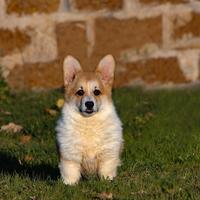 Cucciolo corgi pembroke