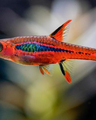 PESCI TROPICALI tantissime varietà