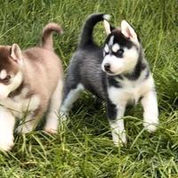 Cuccioli di Husky con pedigree ENCI