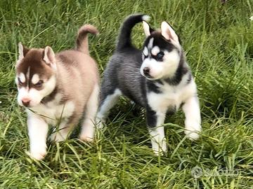 Cuccioli di Husky con pedigree ENCI