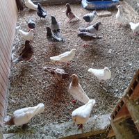 Coppie di colombi razza Silver e King