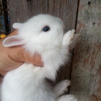 Conigli nani testa di leone occhi azzurri