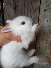Conigli nani testa di leone occhi azzurri