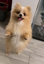 Ozzy, volpino per monta