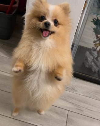 Ozzy, volpino per monta