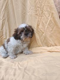 Corinne shih tzu con pedigree