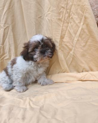 Corinne shih tzu con pedigree