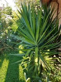 Pianta di Yucca - Tronchetto della felicità 