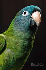 Conuro testa blu