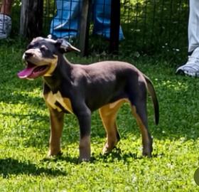 Cucciolo di pitbull