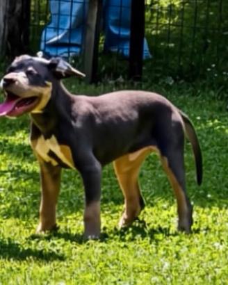 Cucciolo di pitbull