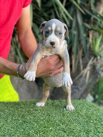 Pitbull tricolor 