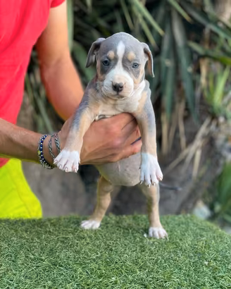 Pitbull tricolor 