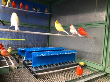 Canarini di razza giovani e sanissimi