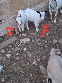 Capre nane tibetane