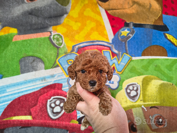 Barboncino mini toy red ultima femmina