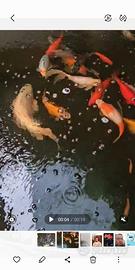 Koi carpe