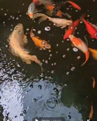 Koi carpe