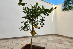 Piano terra in zona centrale