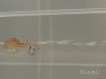 Coppia giovane di Guppy con 12 avanotti