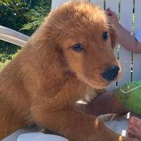 American golden retriever