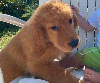 American golden retriever