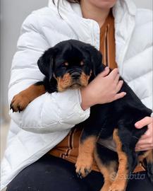 Rottweiler Cuccioli