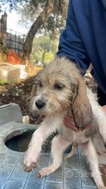 Cuccioli cinghiale Briquet Griffon Vendéen vandea