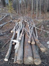 tronchi di legna 2025