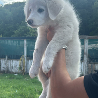 Cuccioli pastore maremmano abruzzese giganti