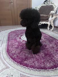 Barboncino Toy Maschietto