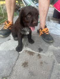 Mix Lagotto - Labrador