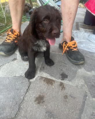Mix Lagotto - Labrador