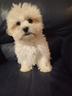 maltipoo-maltese-x-barboncino-