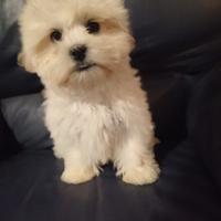 Maltipoo (maltese x barboncino)