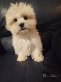 Maltipoo (maltese x barboncino)